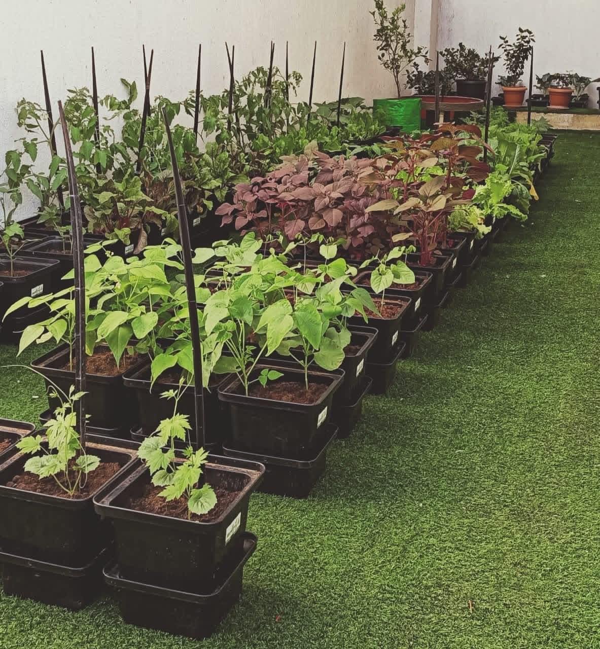 Homegrown Vegetable Garden
