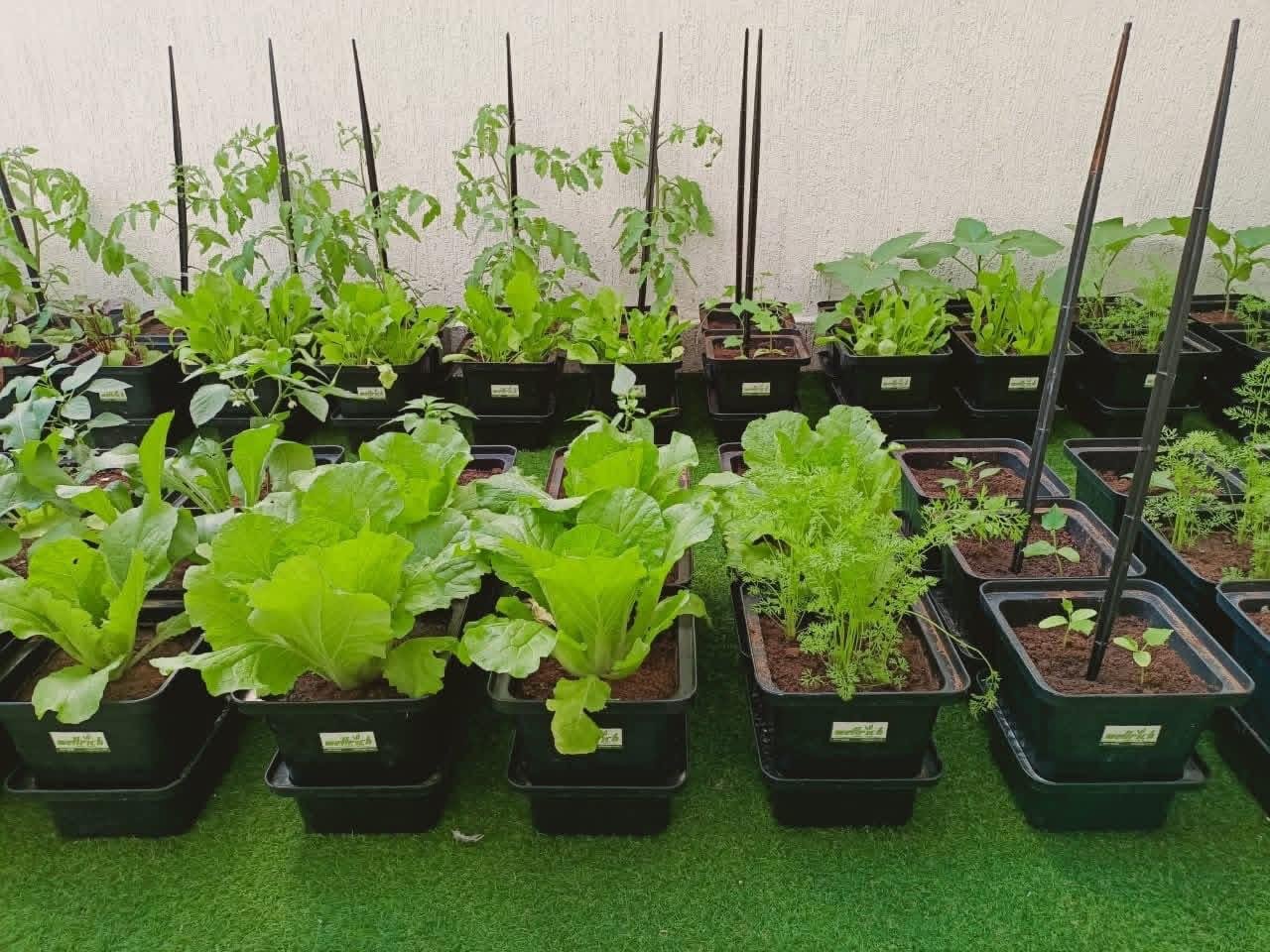 Sustainable Terrace Garden