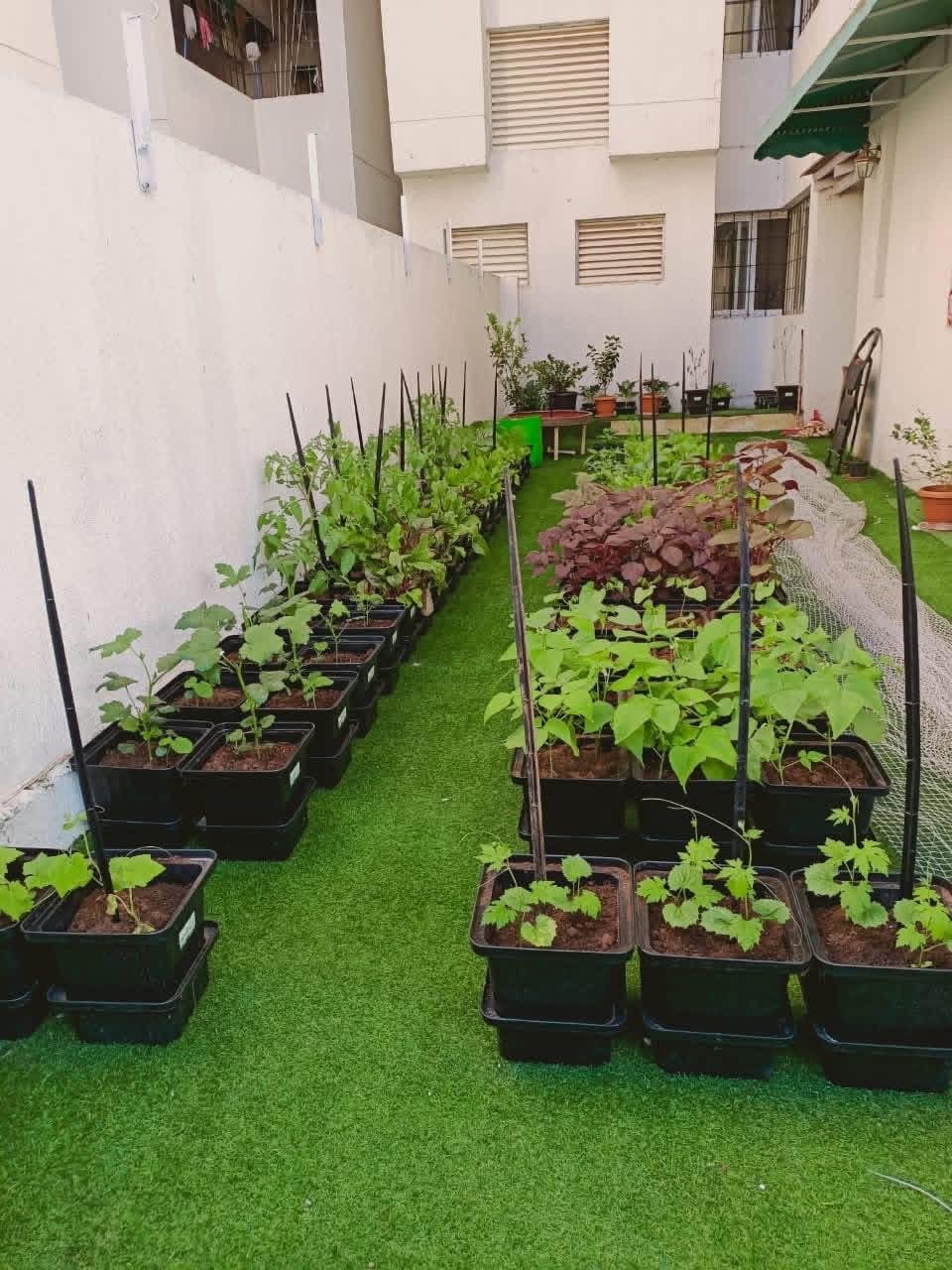 Fresh Organic Vegetables